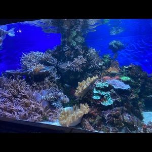 Meet your Posher, Zelalem